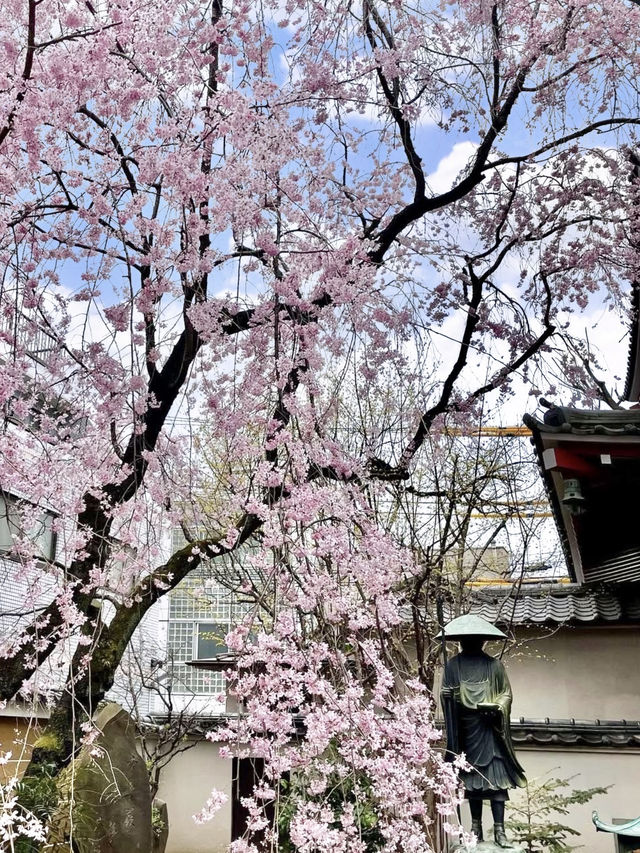 Spring Outing at Araiyakushi Baishouin – A Hidden Sakura Gem