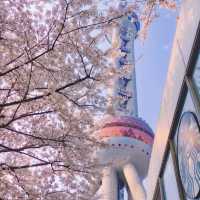 Oriental Pearl Tower Cherry Blossoms Where Pink Petals Meet the City’s Most Iconic Skyline