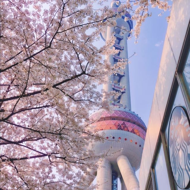 Oriental Pearl Tower Cherry Blossoms Where Pink Petals Meet the City’s Most Iconic Skyline
