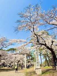 Cherry Blossoms in Full Bloom at Omiya Park