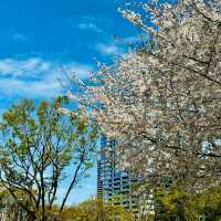 中島公園•櫻花下的城市綠洲