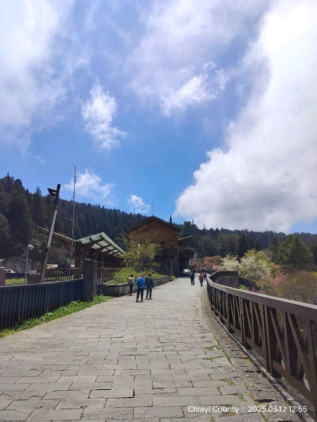 ไปดูดอกแมกโนเลียที่ Alishan 