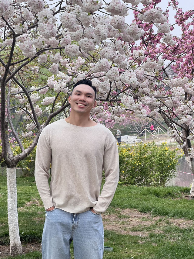 Cherry blossom @ Yuyuantan Park Beijing China