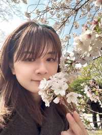 估唔到4月仲有櫻花睇😍😍😍 
