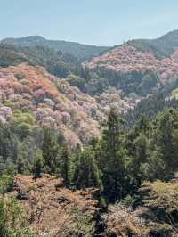【奈良/吉野】日本が誇る桜の絶景！世界遺産の吉野山🌸