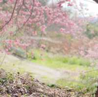 三色花景ㄧ次搞定的萬里林園