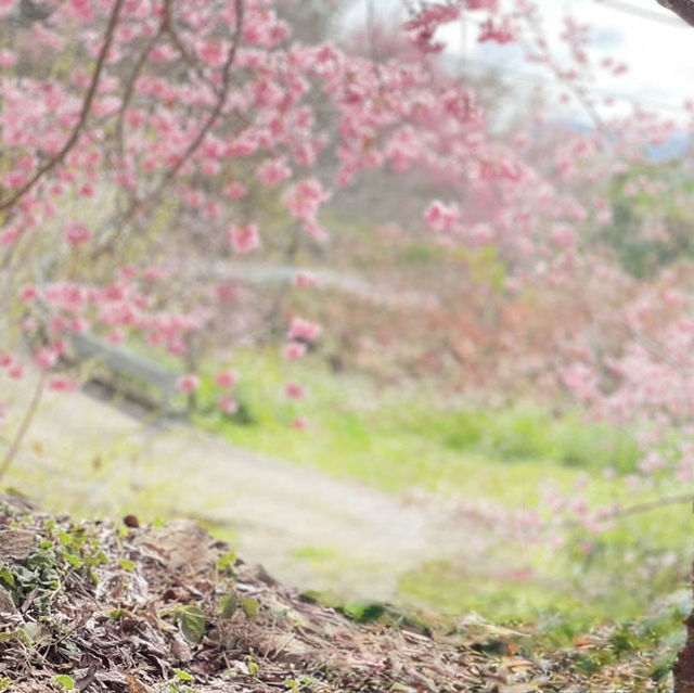 三色花景ㄧ次搞定的萬里林園