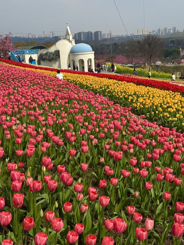 🌸🌻 Blooming Dreams in Chengdu: Discover Manhua Sea of Flowers This April 🌺🌸