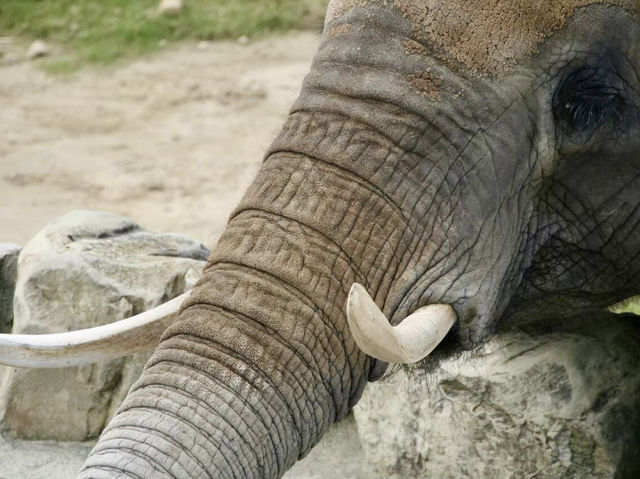 【和歌山県】こどもから大人までたのしめるスポット🐘