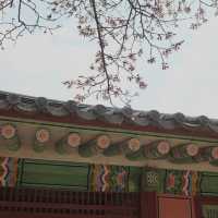 Lotte World Tower / Seokchon Lake Cherry Blossom