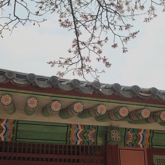 Lotte World Tower / Seokchon Lake Cherry Blossom