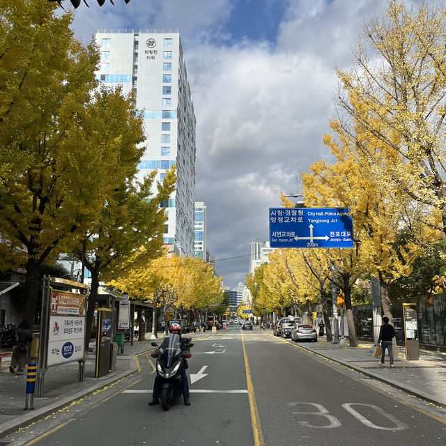 【韓国｜釜山】たまにはゆったりフェリー旅🚢博多〜釜山　カメリア号の船旅