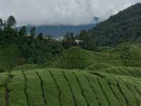 Cameron Highlands trek