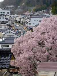Blush of History: Sakura in the Shadows of Takato Castle