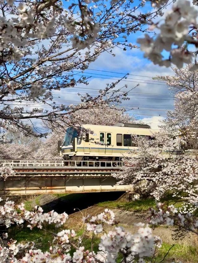 Saho River Cherry Blossoms– Nara’s 7KM Sakura Serenade