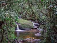 Kinabalu’s Secret Garden: Where Flowers Are Louder Than Tourists!"🌸🌿