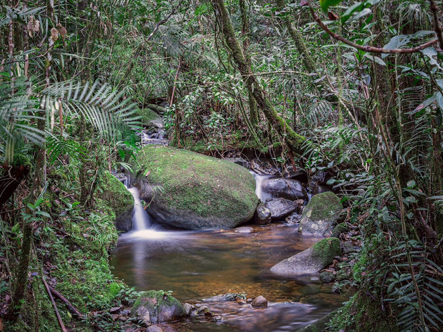 Kinabalu’s Secret Garden: Where Flowers Are Louder Than Tourists!"🌸🌿