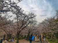 Where Osaka’s Warrior Spirit and Spring’s Softness Collide—A Must For First-time Visitors.