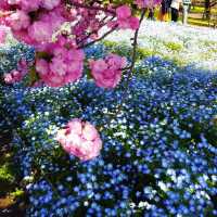 赤塚公園｜城市綠洲之美