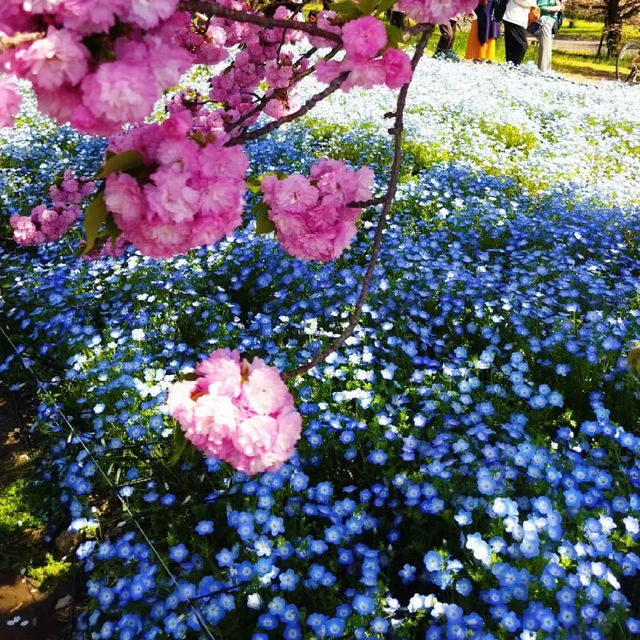 赤塚公園｜城市綠洲之美