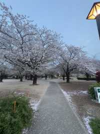 東京｜木場公園的櫻花魅力