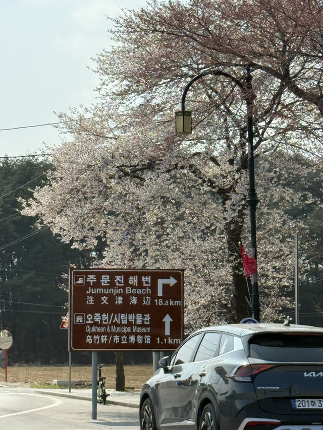 首爾近郊，江陵超好玩！