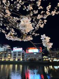 福岡🌸福博相逢橋夜櫻伴中洲夜景🎑