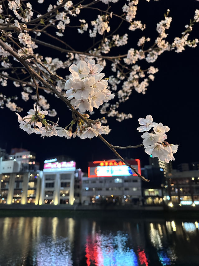 福岡🌸福博相逢橋夜櫻伴中洲夜景🎑