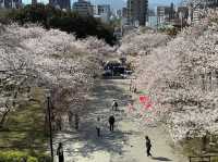 福岡賞櫻🌸西公園櫻花璀璨🌸