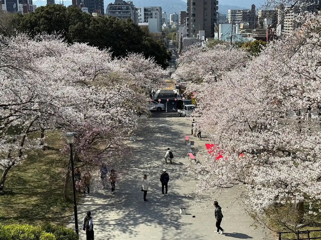 福岡賞櫻🌸西公園櫻花璀璨🌸
