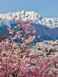 Wild Cherry Blossoms🌸 Off-Peak Serenity