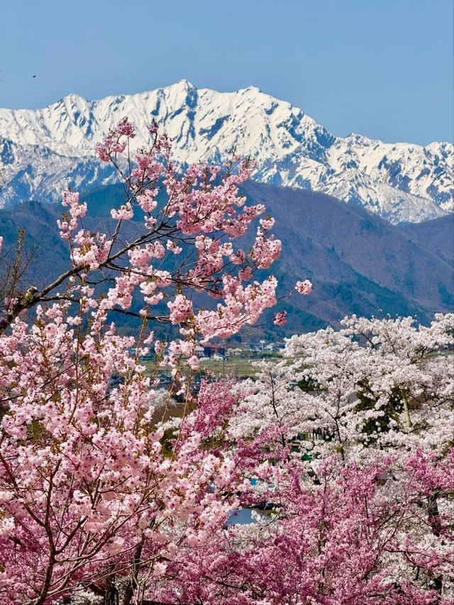 Wild Cherry Blossoms🌸 Off-Peak Serenity