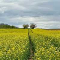 A Golden Escape: Chasing Rapeseed Blooms in La Sarraz, Switzerland