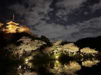 三渓園でお花見　夜ver @横浜🌃🌸