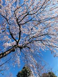 Kyoto Cherry Blossom Update 2025 🌸🌸 | Hidden Gems and Sweet Surprises!