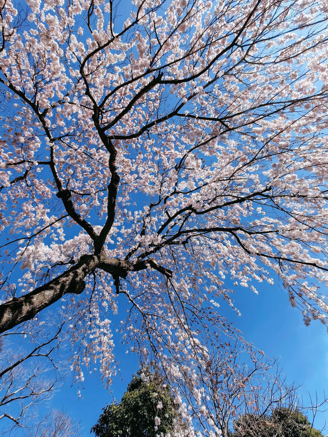 Kyoto Cherry Blossom Update 2025 🌸🌸 | Hidden Gems and Sweet Surprises!