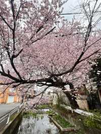 “Kyoto in Bloom: A Dream of Sakura and Serenity”