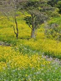 Golden Waves of Spring: Immersing Yourself in the Canola Fields of 엉덩물계곡, Jeju