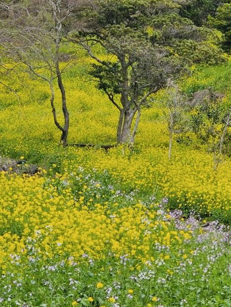 Golden Waves of Spring: Immersing Yourself in the Canola Fields of 엉덩물계곡, Jeju