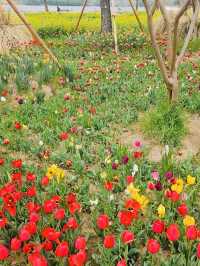 Changnyeong Nakdonggang Canola and tulip Flower festival 