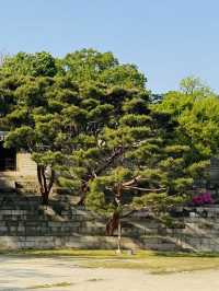 Planning Your Late April Visit Changdeokgung Palace