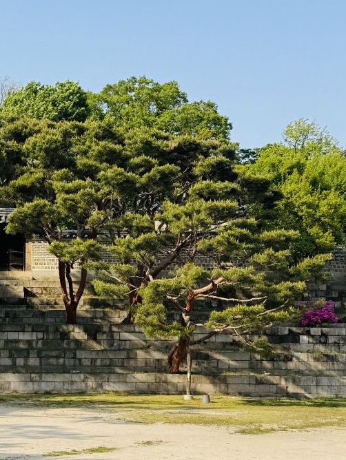 Planning Your Late April Visit Changdeokgung Palace