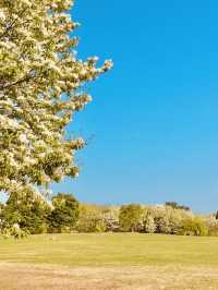 Discovering Wildflower Beauty at Deul's Park