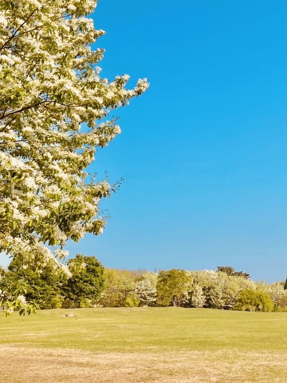 Discovering Wildflower Beauty at Deul's Park