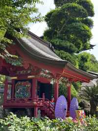 【栃木】紫陽花と孔雀、池に浮かぶ紫陽花 ライトアップも・・