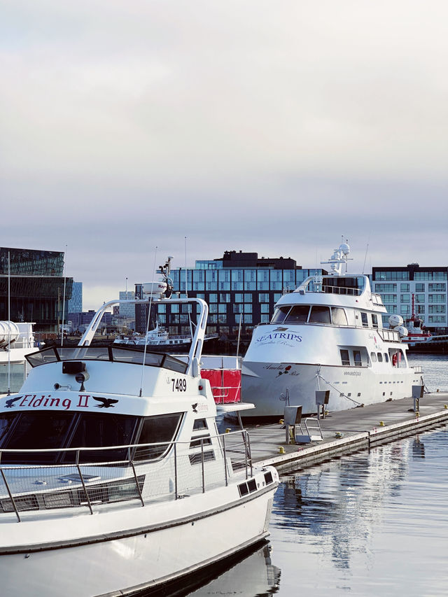 Day 6: City Strolls & Whale Tales in Reykjavík