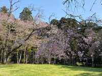 “Whispers of Spring: Cherry Blossoms in Full Glory at Izumi Nature Park”