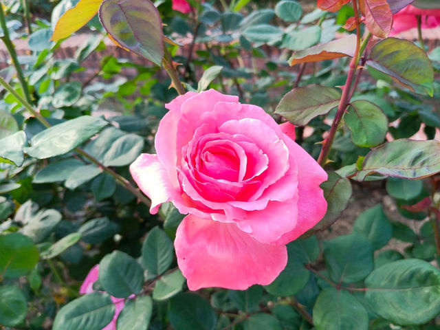 2025士林官邸花花特輯🌹🌷花都開好了🌸💐
