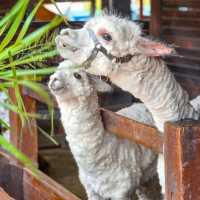 1 Day Trip เขาใหญ่ เที่ยวฟีลต่างประเทศ