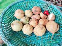 Nutmeg Factory